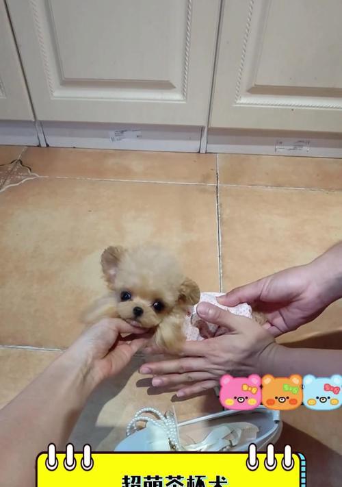 茶杯犬真的不会长大吗？（探究茶杯犬的真实情况及购买价格）