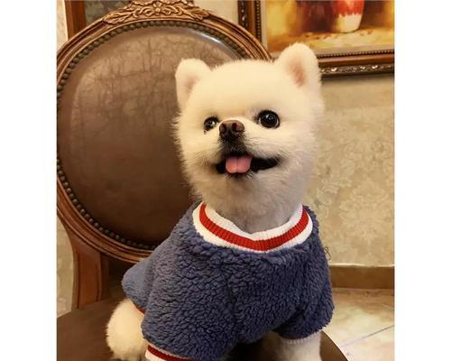 茶杯犬真的不会长大吗？（探究茶杯犬的真实情况及购买价格）