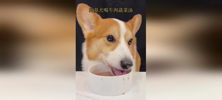 柯基犬的健康蔬菜饮食指南（探索适合柯基犬的营养均衡蔬菜选择）