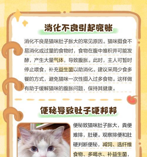 小猫肚子大能撑多久？（探究小猫肚子大的原因及其对生活的影响）