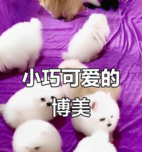 茶杯犬真的不会长大吗？（探究茶杯犬的真实情况及购买价格）