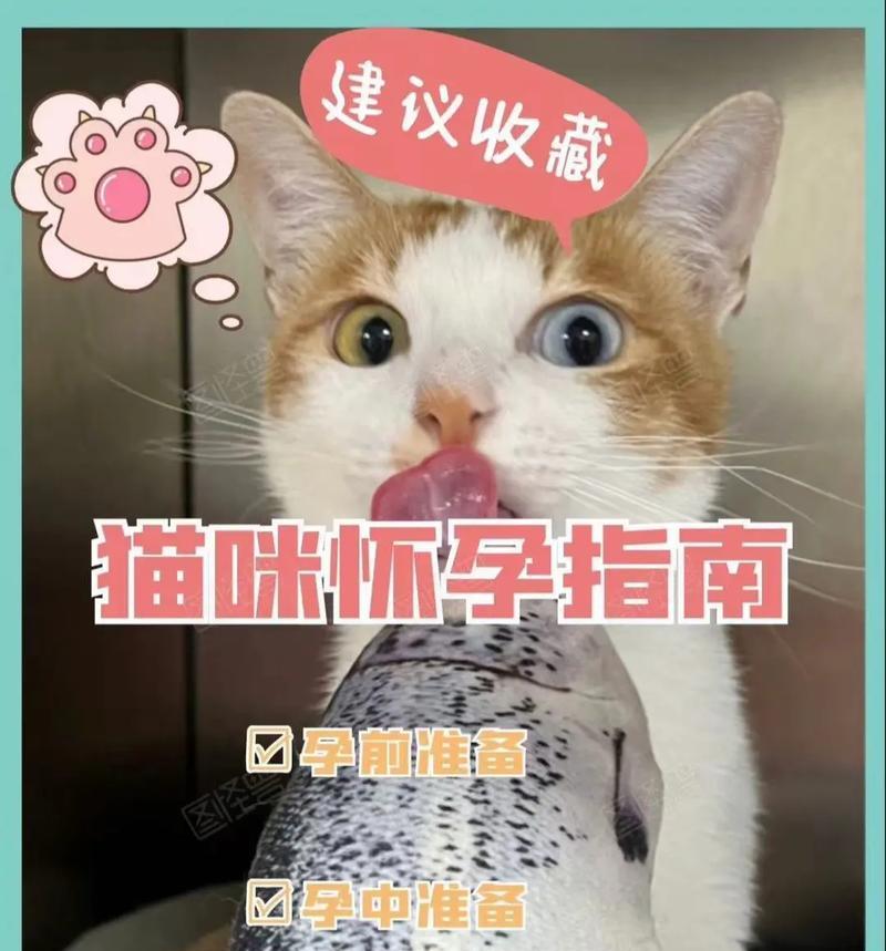 小猫肚子大能撑多久？（探究小猫肚子大的原因及其对生活的影响）