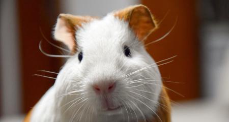 荷兰猪全面介绍：可爱宠物的饲养与护理指南