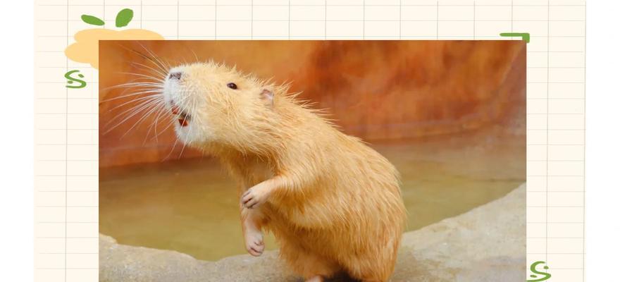 探秘可爱的啮齿类宠物（荷兰猪的全面介绍）