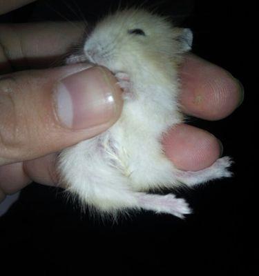 仓鼠湿尾的症状及防治措施（仓鼠湿尾的危害与预防）