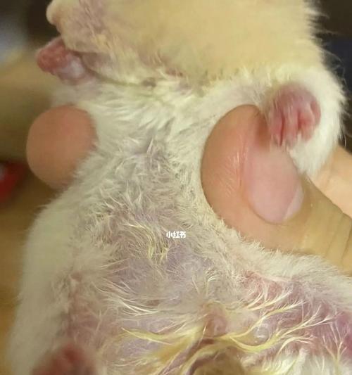 仓鼠湿尾的症状及防治措施（仓鼠湿尾的危害与预防）