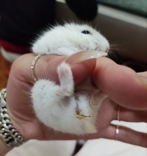 仓鼠湿尾症状及防治措施