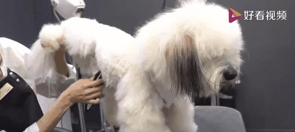 宠物狗造型修剪时间与频率指南