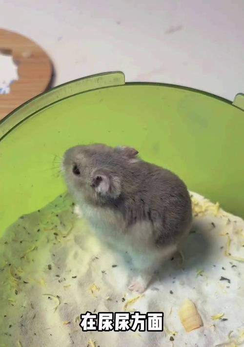 仓鼠洗澡的频率与注意事项(养仓鼠必读,它们的洗澡习惯与健康需求) 仓鼠洗澡的频率与注意事项(养仓鼠必读,它们的洗澡习惯与健康需求)
