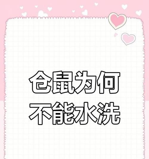 仓鼠洗澡频率与注意事项指南