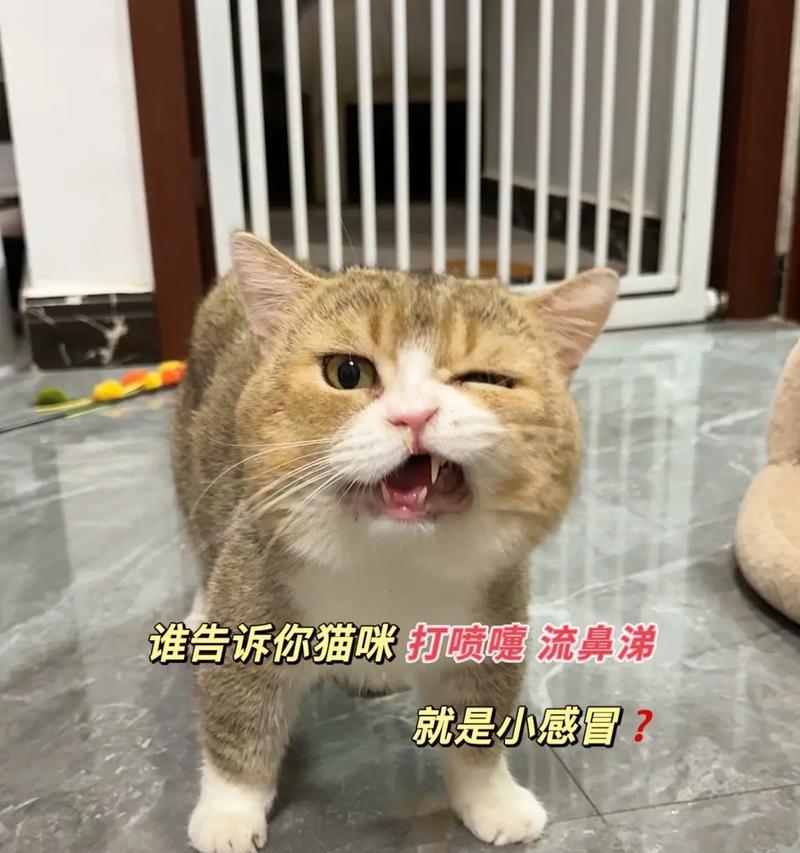 蓝猫为何频繁打喷嚏流鼻涕?(猫咪感冒注意事项,助你照顾宠物健康) 蓝猫为何频繁打喷嚏流鼻涕?(猫咪感冒注意事项,助你照顾宠物健康)