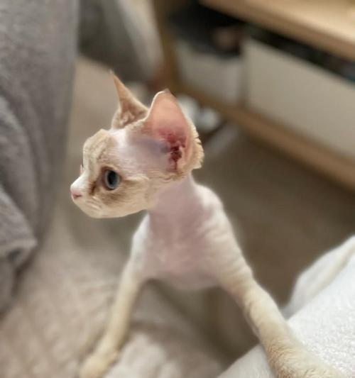 蓝猫为何频繁打喷嚏流鼻涕?(猫咪感冒注意事项,助你照顾宠物健康) 蓝猫为何频繁打喷嚏流鼻涕?(猫咪感冒注意事项,助你照顾宠物健康)