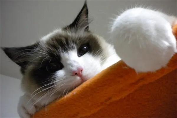 流浪猫会认得给它喂食的人吗? 流浪猫会认得给它喂食的人吗?