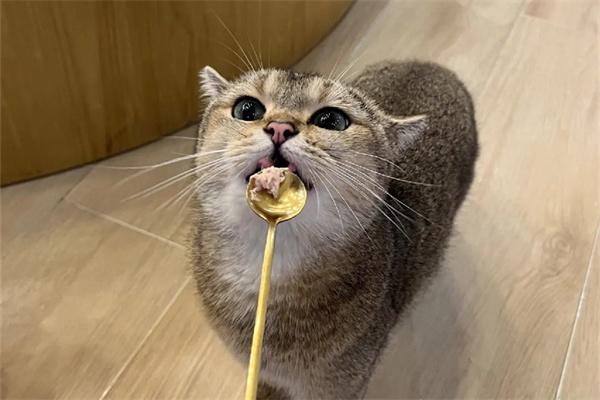 给流浪猫喂食为什么会产生危害? 给流浪猫喂食为什么会产生危害?