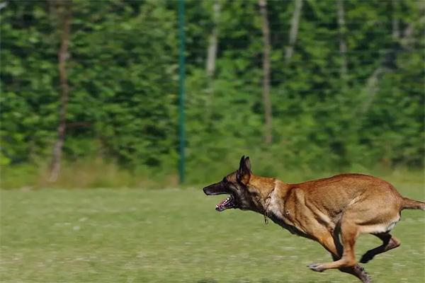 马犬的优点和缺点 马犬的优点和缺点