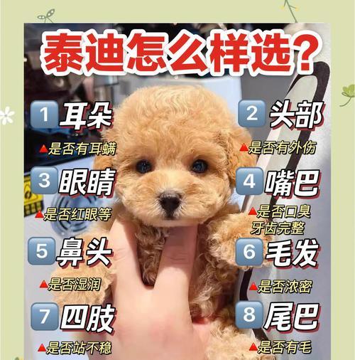 泰迪犬指甲修剪指南：时间与方法