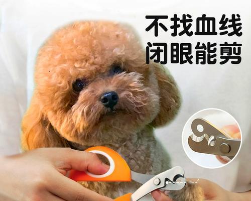 泰迪犬指甲修剪指南：时间与方法