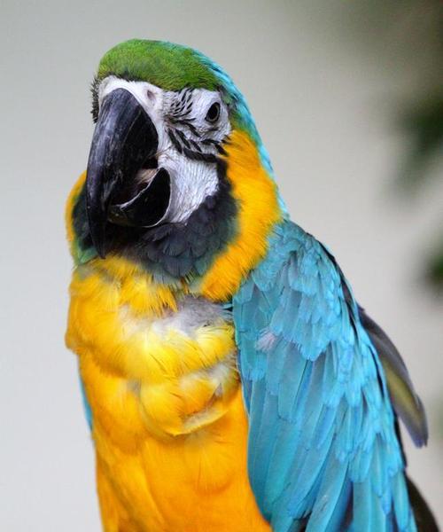 普通鹦鹉特点与养护指南