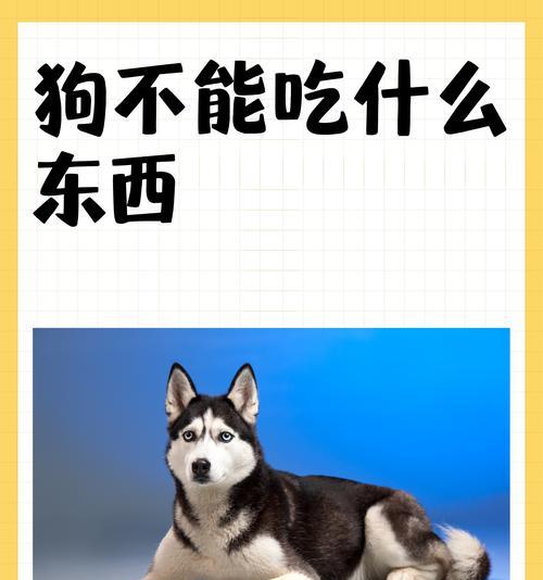 狗狗可以吃冰淇淋吗?酸奶最佳 狗狗可以吃冰淇淋吗?酸奶最佳