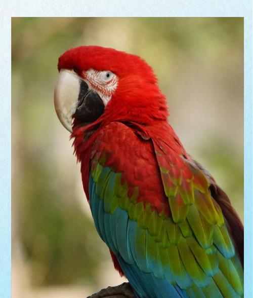 普通鹦鹉特点与养护指南