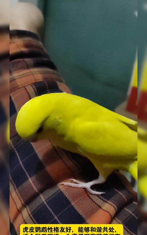 普通鹦鹉特点与养护指南