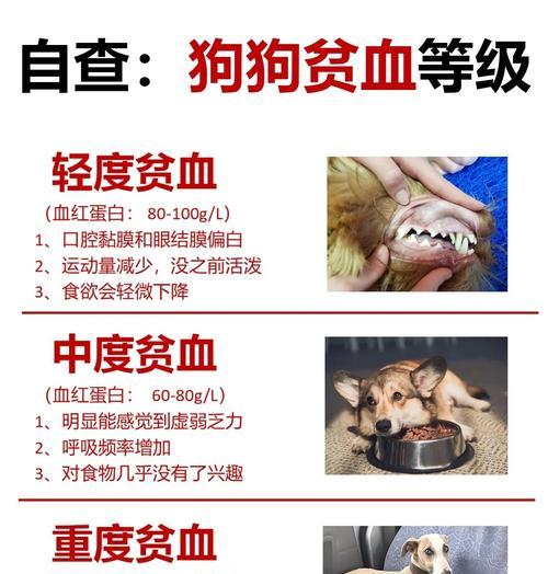 狗狗贫血症状与处理方法
