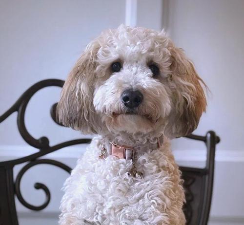 狗狗贫血症状与处理方法