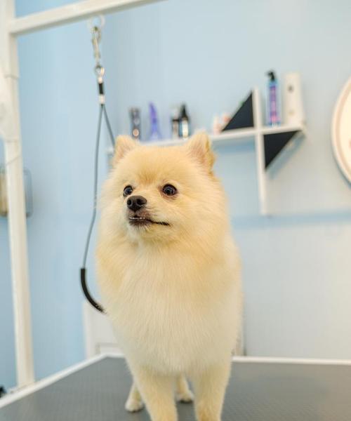 博美犬为何很少人养？15个可怕原因揭秘