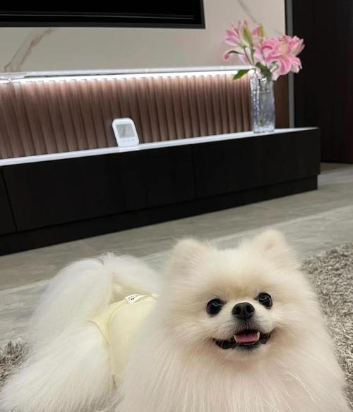 博美犬为何很少人养？15个可怕原因揭秘