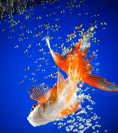 金鱼寿命揭秘：如何延长金鱼的寿命