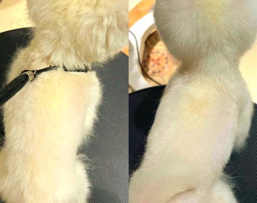 博美犬为何很少人养？15个可怕原因揭秘