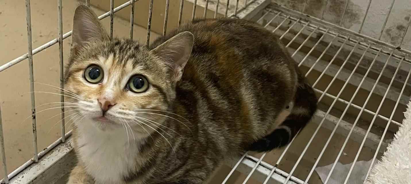 母猫失去小猫后寻找多久？