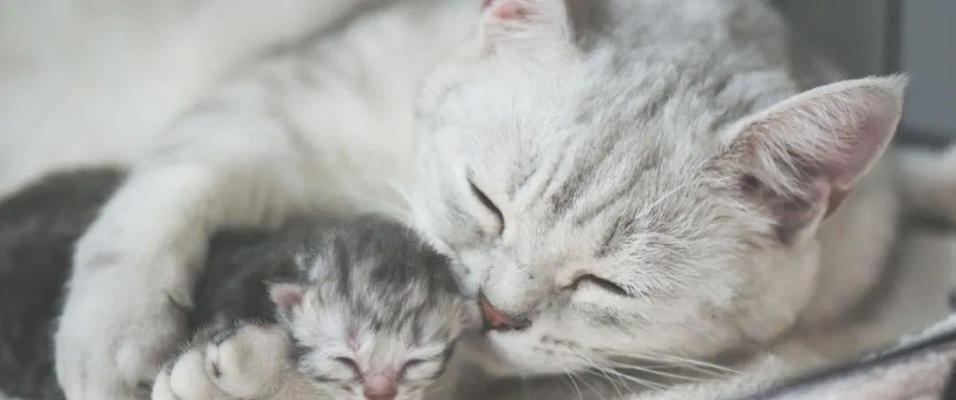 母猫失去小猫后寻找多久？