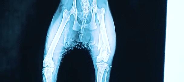 母猫失去小猫后寻找多久？