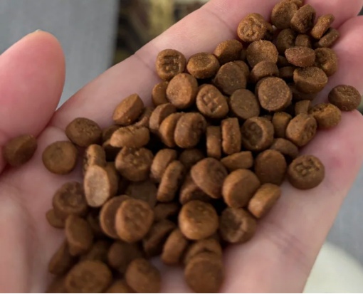 诚实一口黑金鲜肉烘焙犬粮测评 抗泪痕效果如何? 诚实一口黑金狗粮