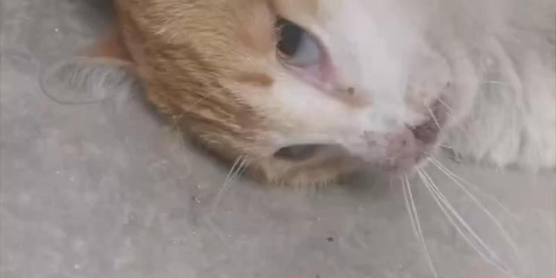 小猫中毒康复指南：时间与方法详解