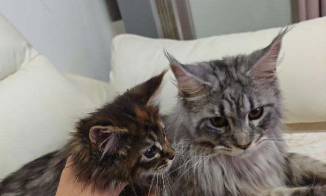 小猫中毒康复指南：时间与方法详解