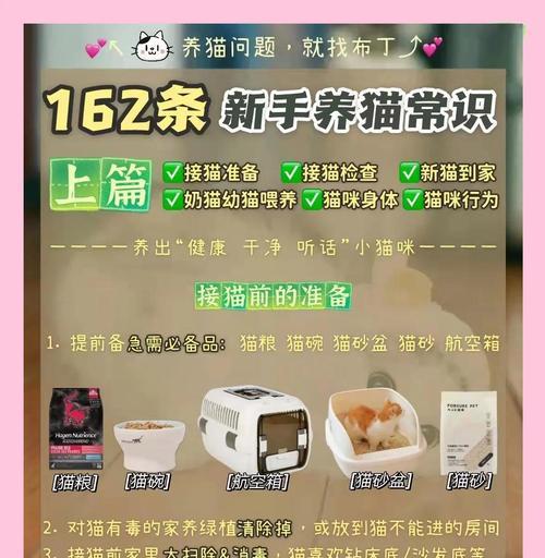 新手养猫必备指南：照顾与注意事项