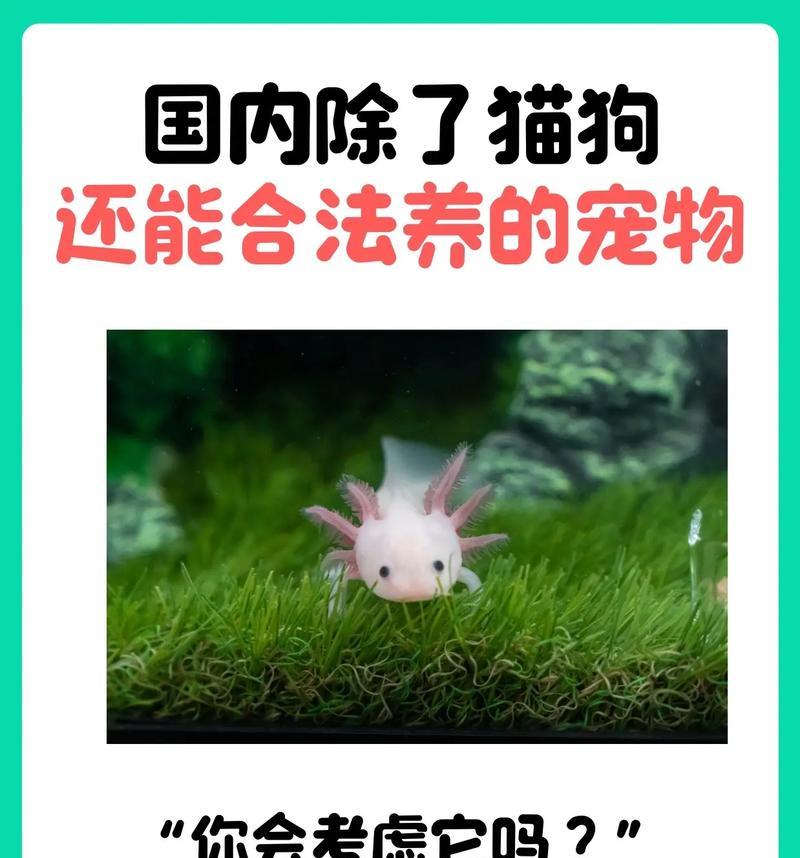 探索世界最受欢迎的宠物品种