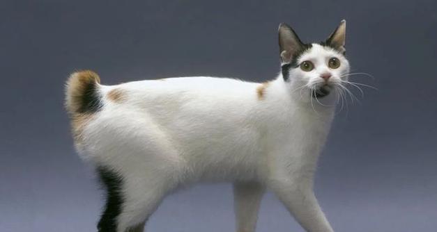 探索世界最受欢迎的宠物品种