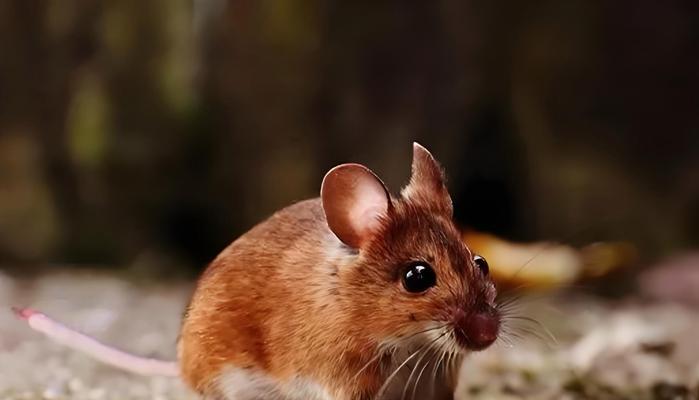 最适合抓老鼠的猫咪品种及训练方法