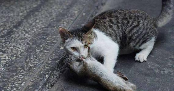 最适合抓老鼠的猫咪品种及训练方法