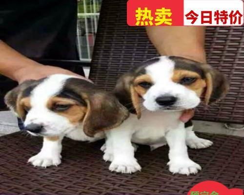 比格犬与巴吉度对比:价格及特点差异 比格犬与巴吉度对比:价格及特点差异