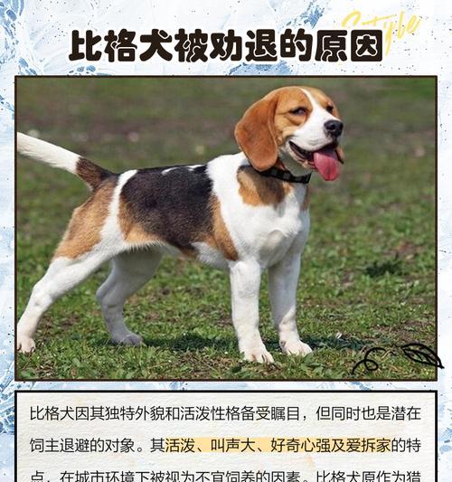比格犬与巴吉度对比:价格及特点差异 比格犬与巴吉度对比:价格及特点差异
