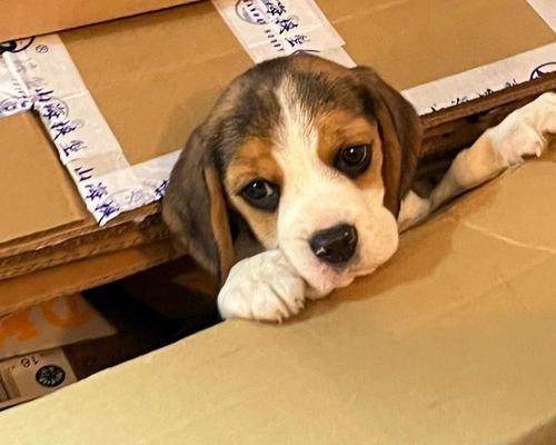 比格犬与巴吉度对比：价格及特点差异