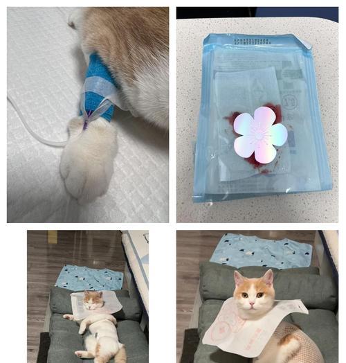 母猫绝育恢复时间及护理要点
