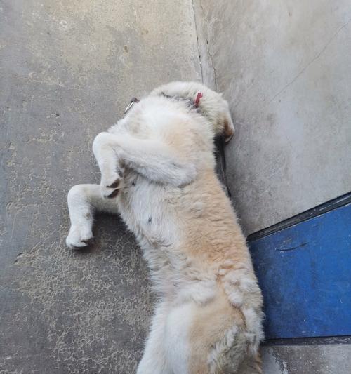 狗狗为何喜欢打滚？原因与健康问题解析