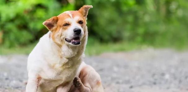 狗狗为何喜欢打滚？原因与健康问题解析