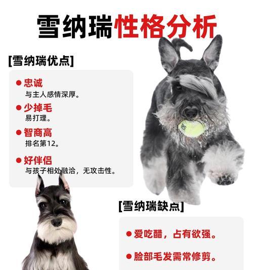 雪纳瑞换毛周期及护理指南 雪纳瑞换毛周期及护理指南