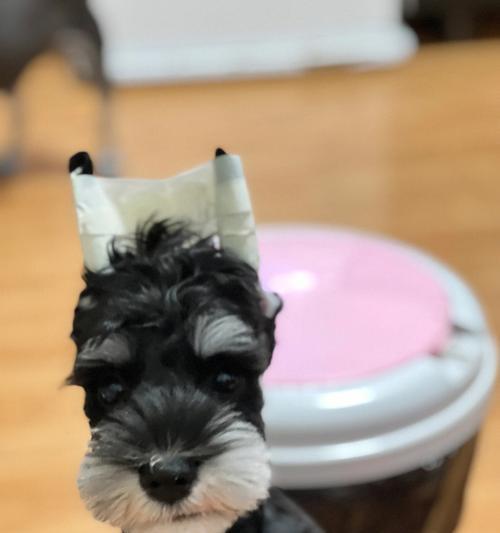 雪纳瑞换毛周期及护理指南 雪纳瑞换毛周期及护理指南